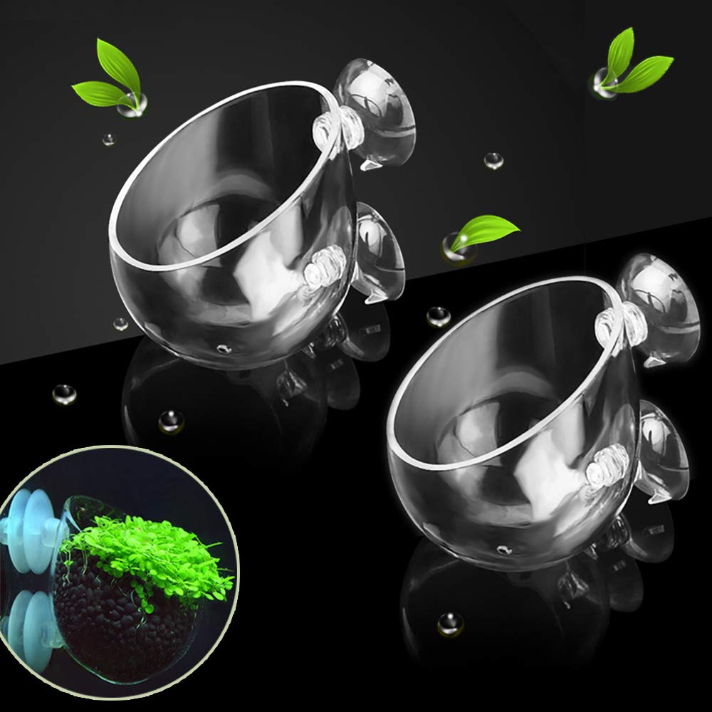 Capetsma vaso-cristal-plantas-acuario ofrece soporte estable para plantas acuáticas.