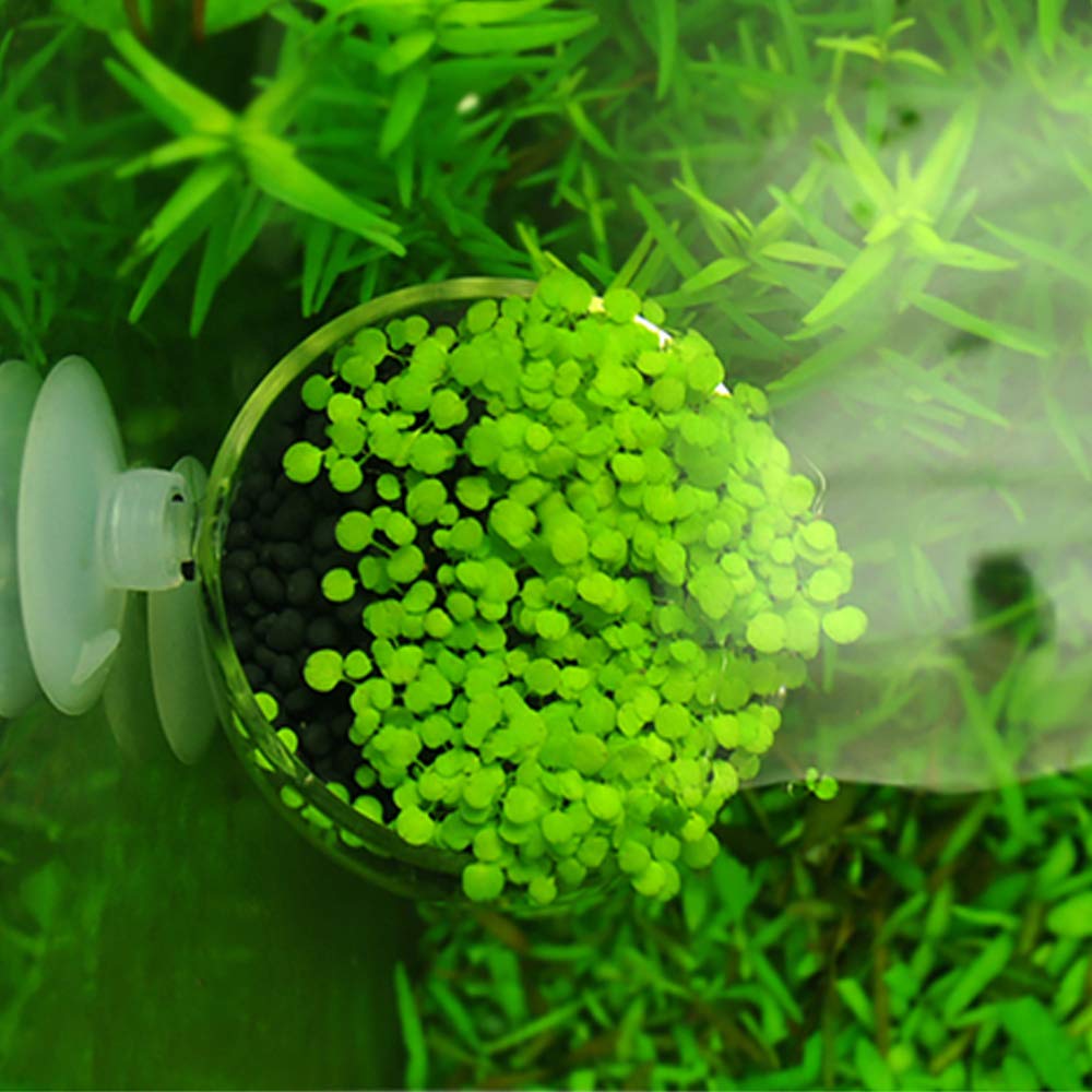 Capetsma vista-vertical-acuario muestra plantas elevadas y profundidad visual.