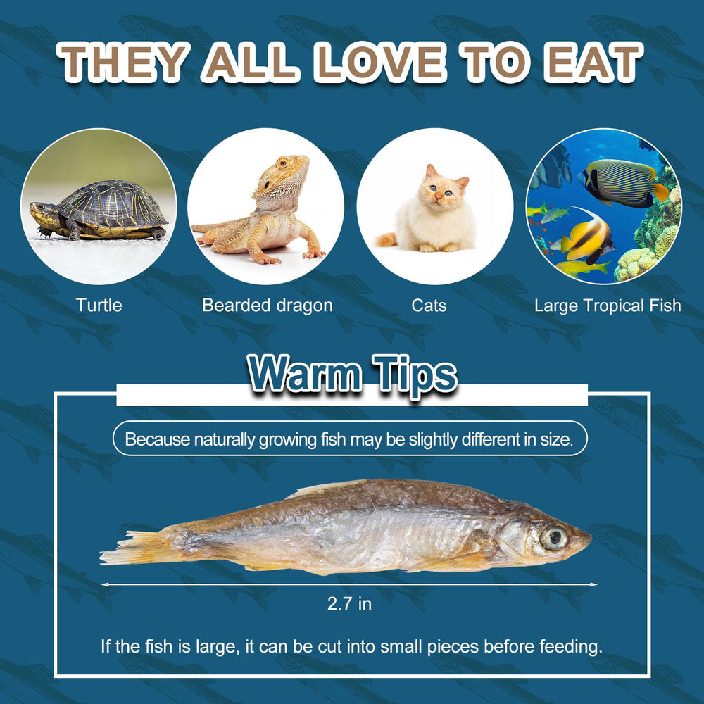 Capuca Minnows rica en nutrientes para reptiles y anfibios