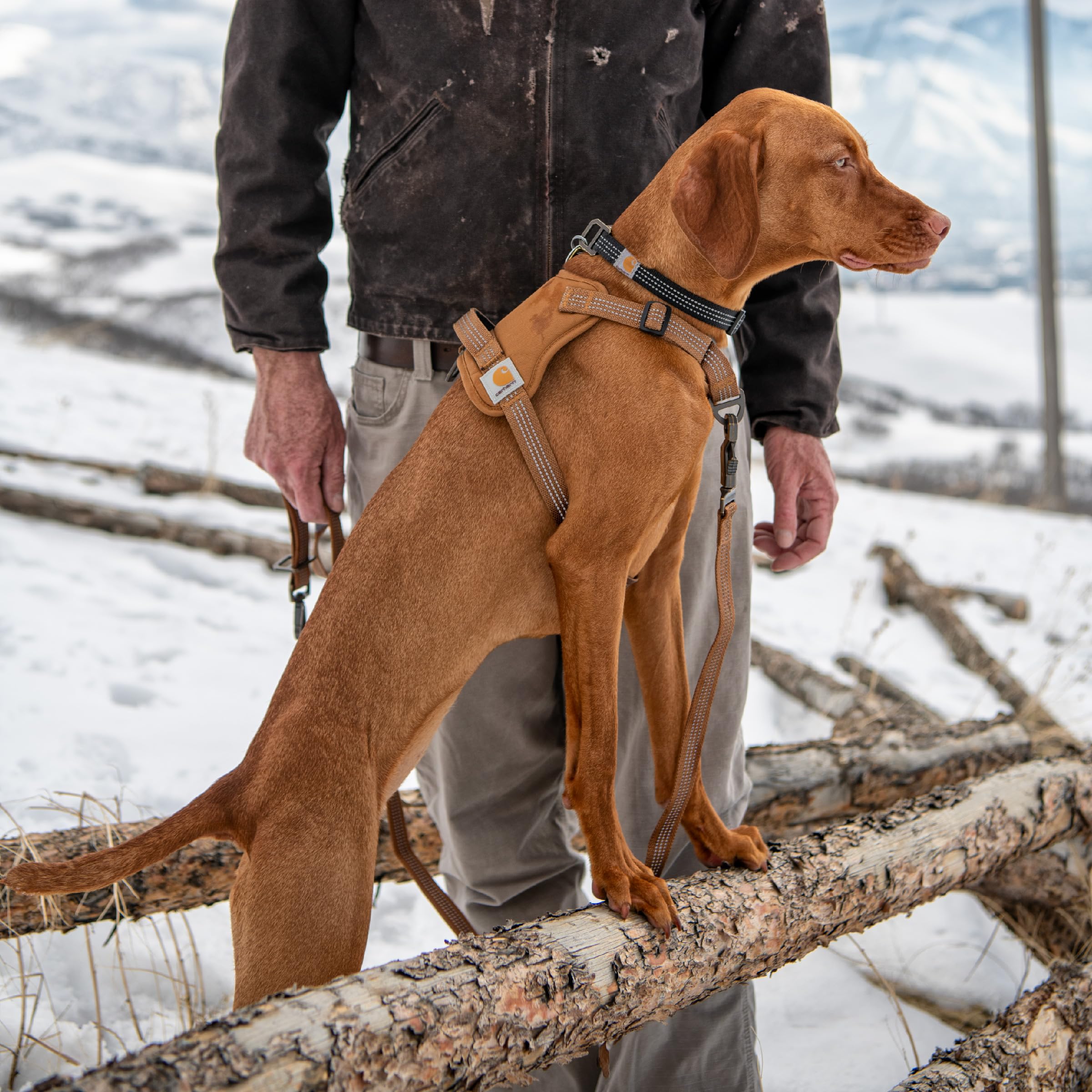 Arnés Carhartt de diseño resistente para perros activos y aventuras al aire libre.