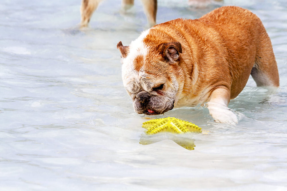 Carllg Juguete estrella de mar interactivo y sonoro para perros.