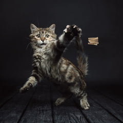 Cat Dancer: alambre flexible que invita a perseguir y ejercitarse con seguridad.