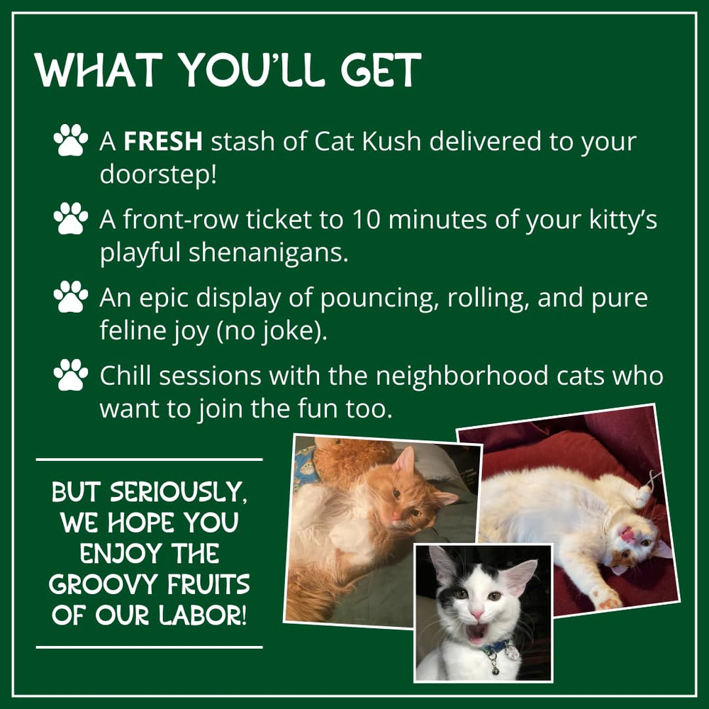 Cat Kush Catnip para cama: acompaña momentos de calma y juego
