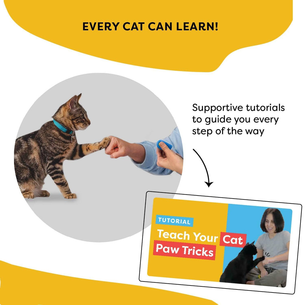 CAT SCHOOL kit-entrenamiento-gatos-completo: sesiones positivas y enriquecedoras