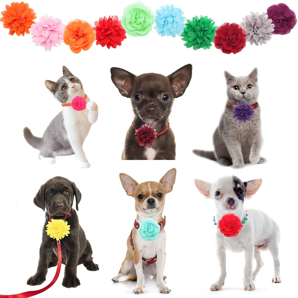 Catcan flores para boda de mascota, aspecto elegante