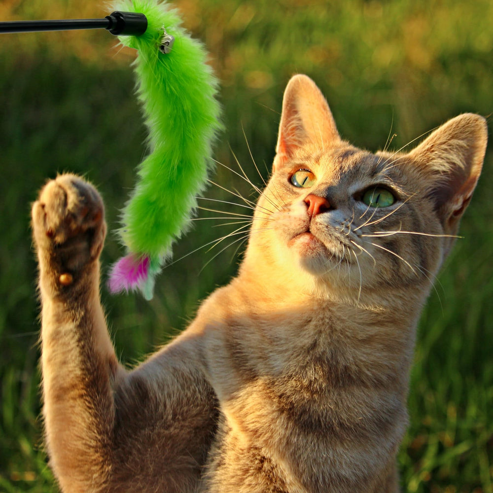CATENEED diseño colorido para fomentar el juego diario de tu gato.