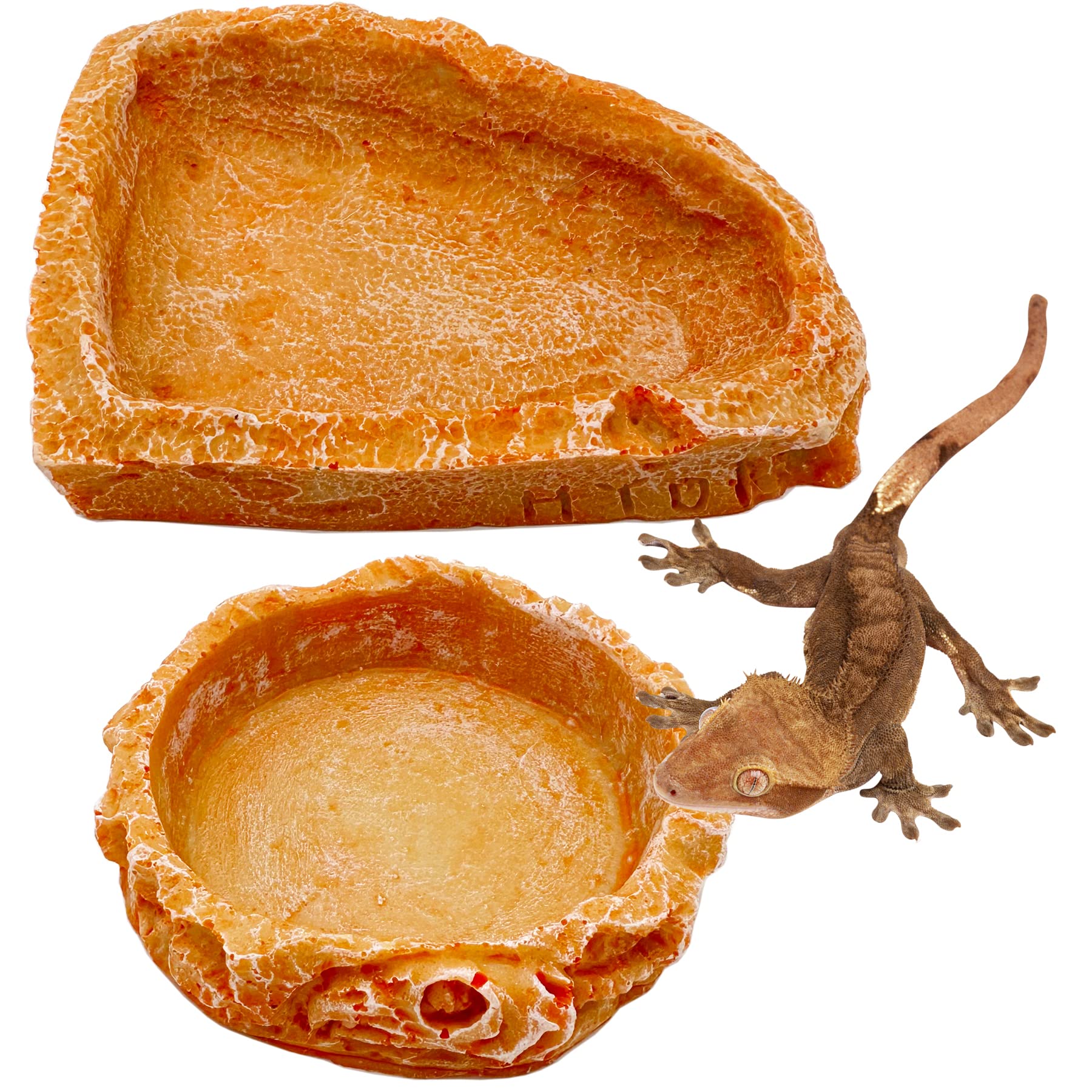CATENEED tazón para dragón barbudo, enfoque en alimento diario y fácil limpieza.