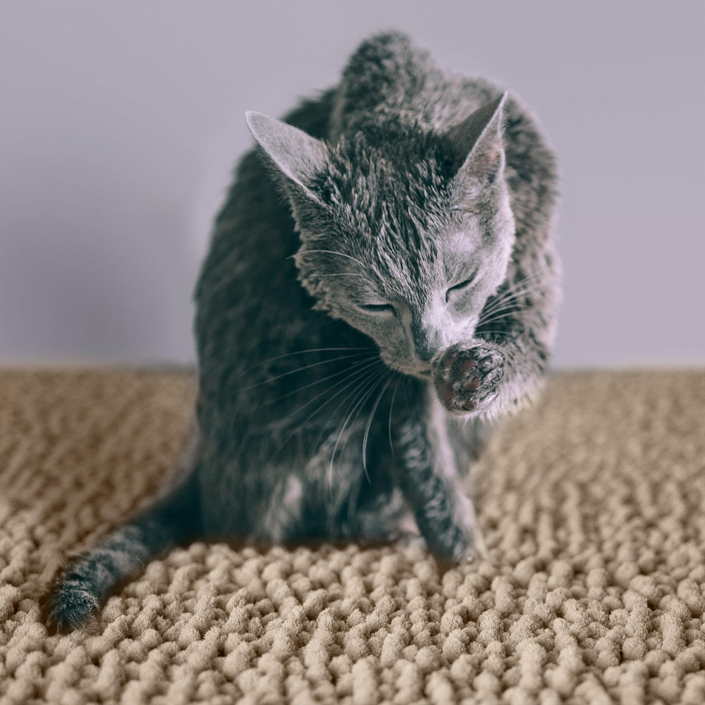 CatGuru Alfombrilla para arena fondo impermeable para proteger el suelo