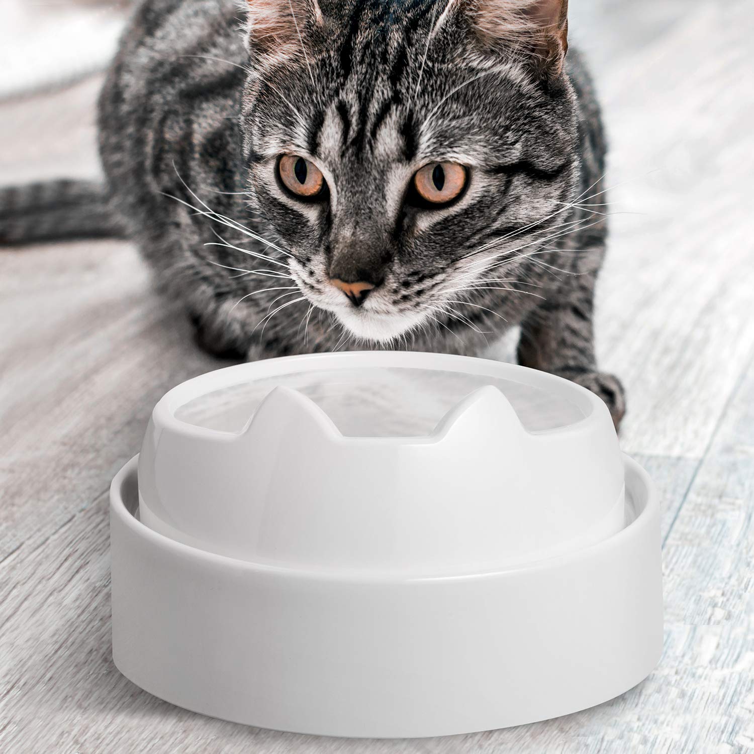 CatGuru diseño trasero alzado: borde elevado para contener derrames.