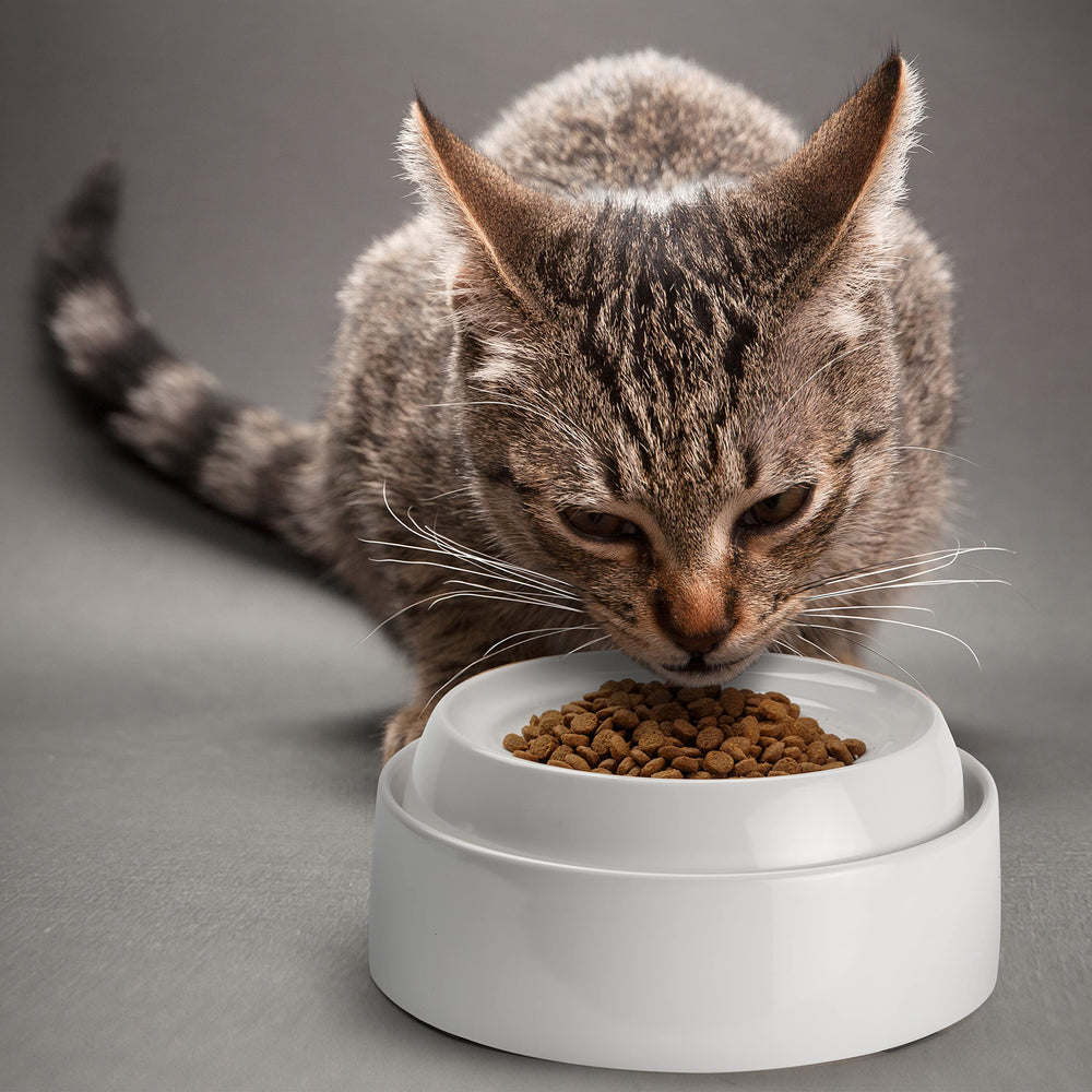 CatGuru tazones cerámicos, aptos para microondas, uso rápido de la comida.