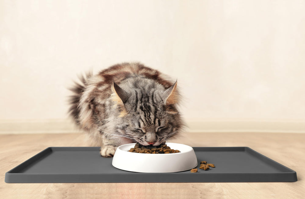 CatGuru tazones para gatos, uso diario cómodo y limpio.