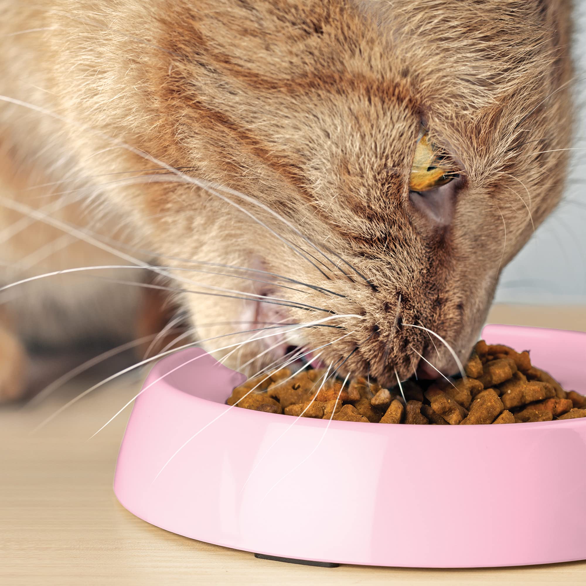 CatGuru uso diario para gatos de interiores, mejora la experiencia de la comida.