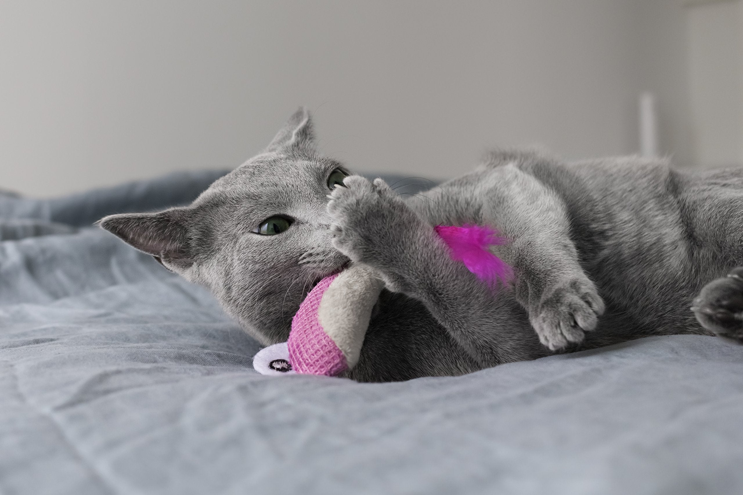 Catstages Dental Shrimpies: rellenos de catnip para mayor interés.