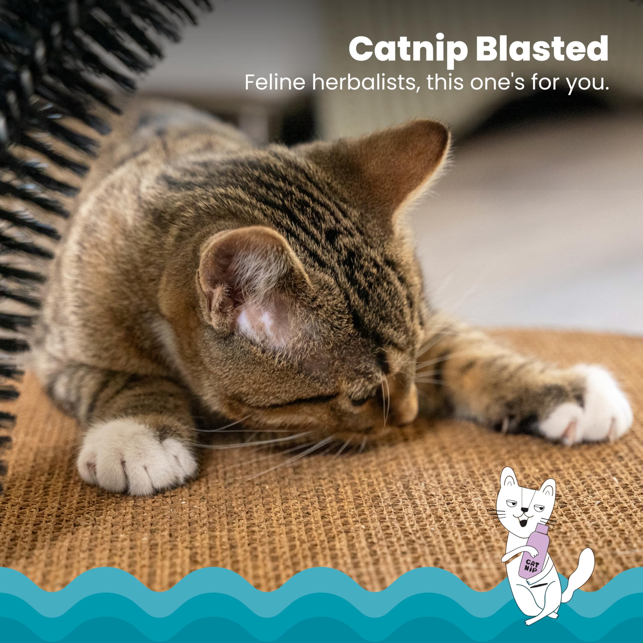 Catstages menta felina seca, atractiva para que el gato juegue y se acicale.