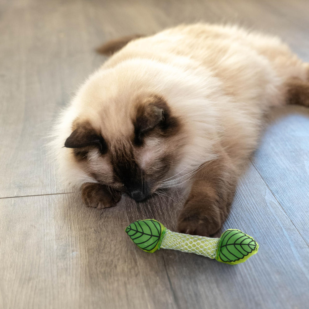 Catstages Mordida y ejercicio suave de mandíbula.