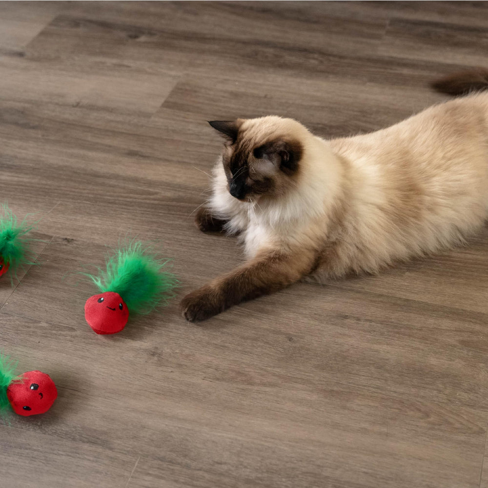 Catstages Strawbabies para uso con múltiples gatos en casa.