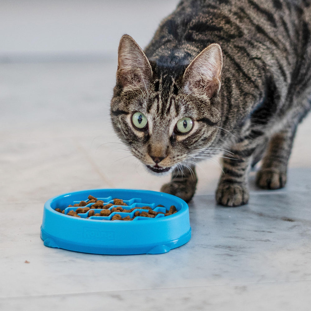 Catstages Kitty Slow Feeder apto para lavavajillas en rejilla superior
