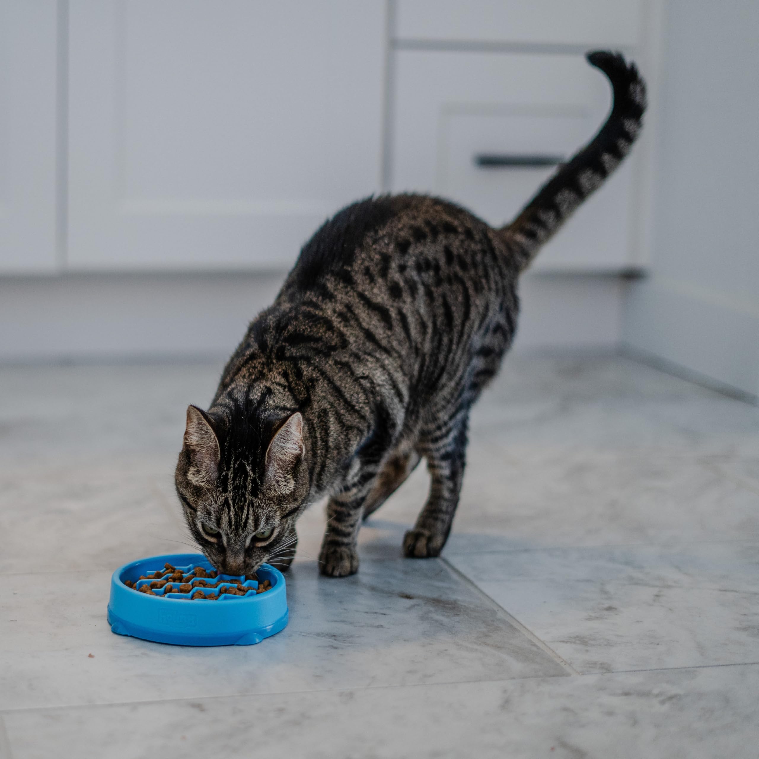 Catstages Kitty Slow Feeder estimula mentalmente a gatos exigentes durante las comidas
