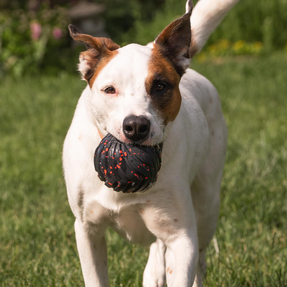 Chew King Supreme bola de goma resistente para masticadores fuertes y juego prolongado.