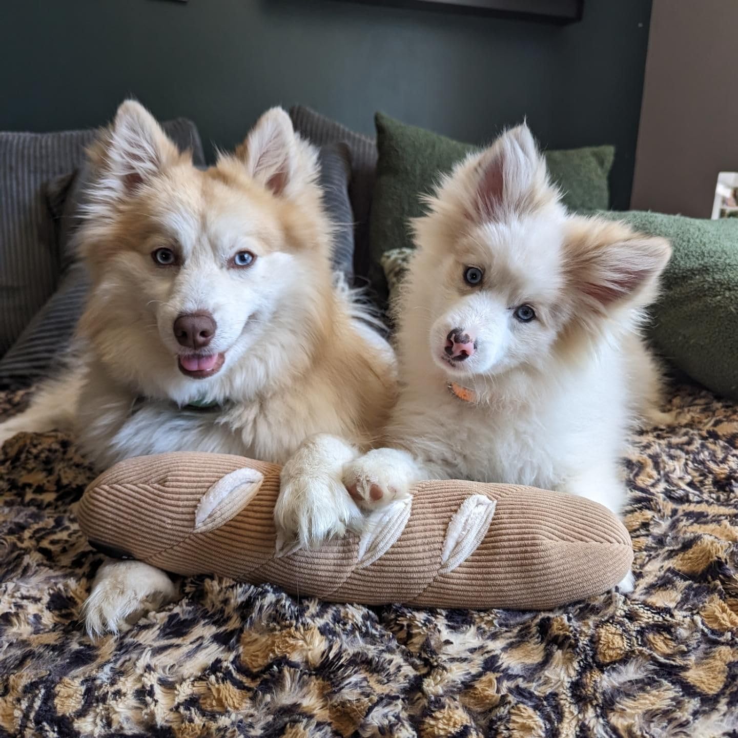 CHEWFFON snuffle, estimulando instinto de búsqueda en perros.