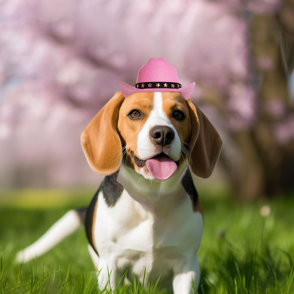 Choyaxo conjunto sombrero rosa para mascota, perfecto para celebraciones