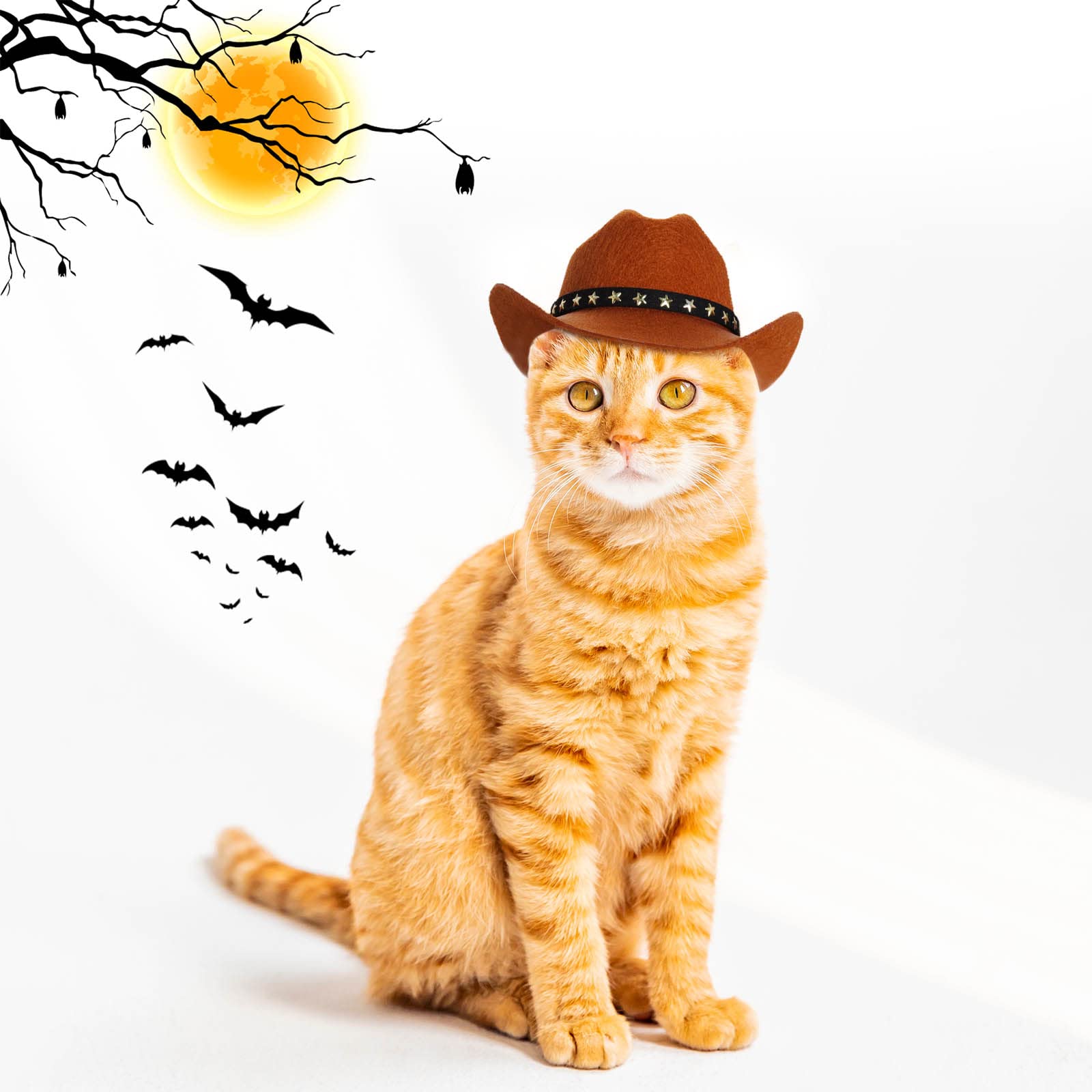 Instrucciones de cuidado y uso del sombrero choyaxo para mascota