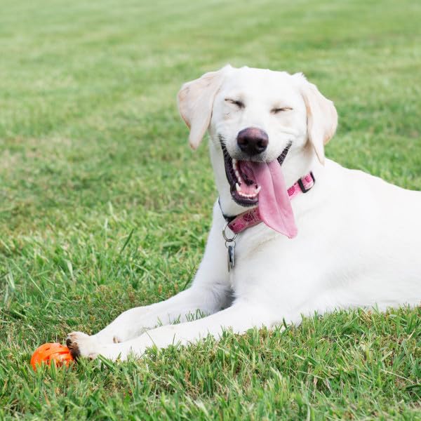Chuckit! Air Fetch balle compatible lanceur, pour lancer loin sur terre et mer.