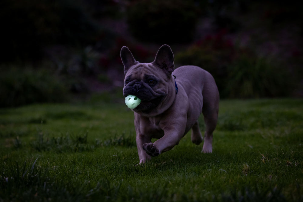 Chuckit! Air Glow tamaño pequeño, fácil de transportar para perros ligeros.