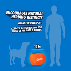 Juego en manada con Chuckit! Big Air Ball fomentando cooperación entre perros.