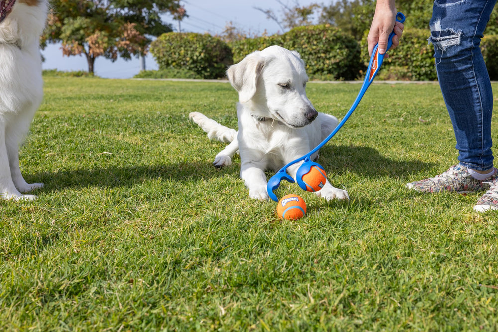 Compatible con pelotas medianas Chuckit! para perros de 9–27 kg.