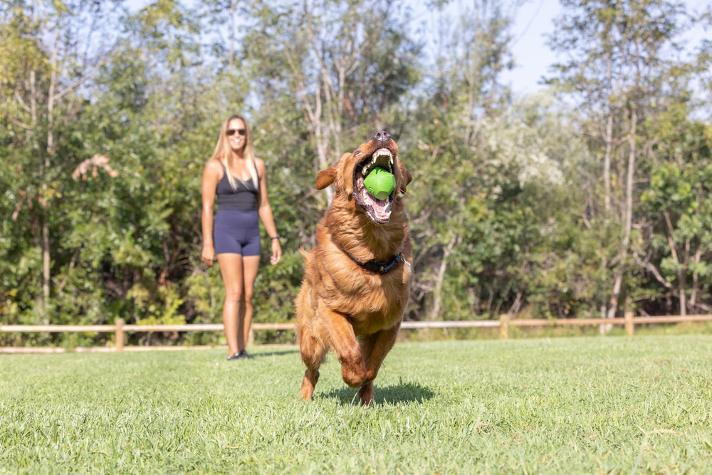 Chuckit! bola errática, rebote impredecible para perros pequeños en exterior.
