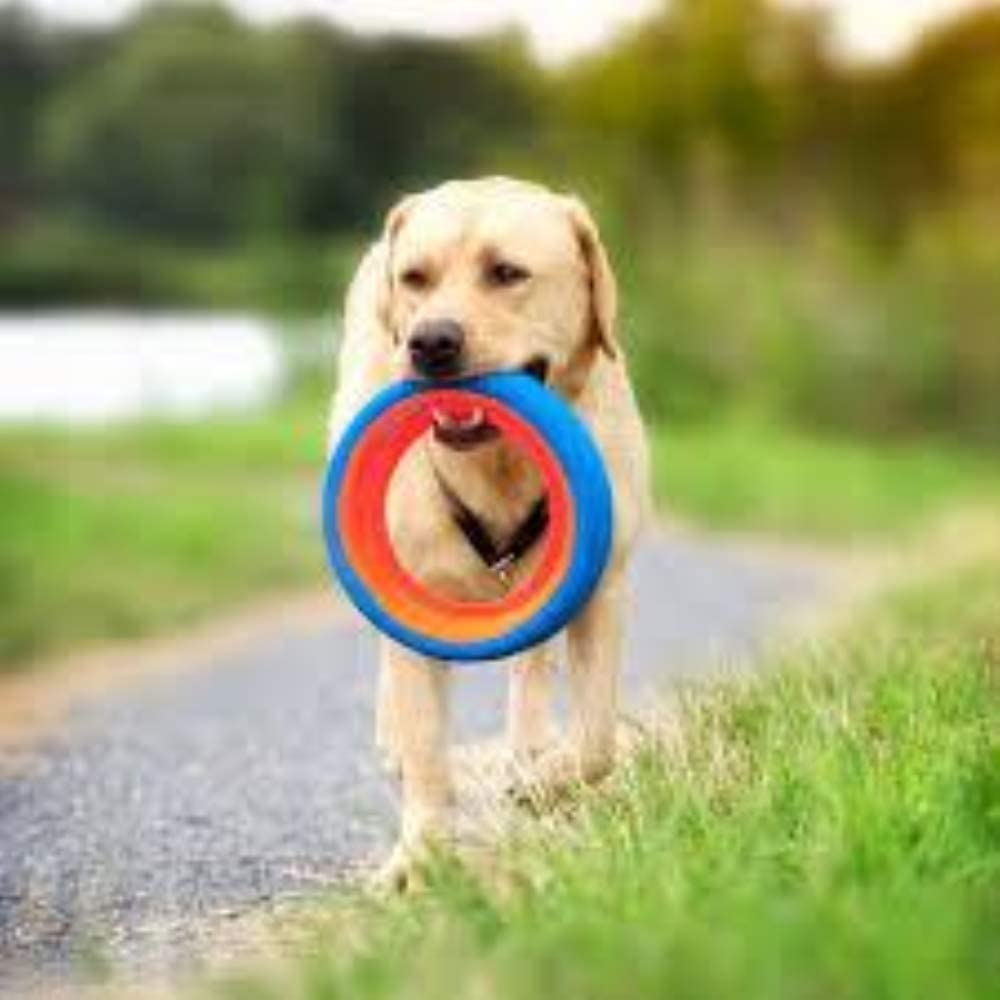 Chuckit! Fetch Wheel centro abierto facilita recoger y continuar el juego
