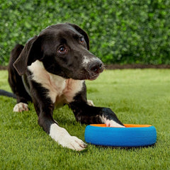 Chuckit! Fetch Wheel disco resistente a mordidas para juego prolongado al aire libre
