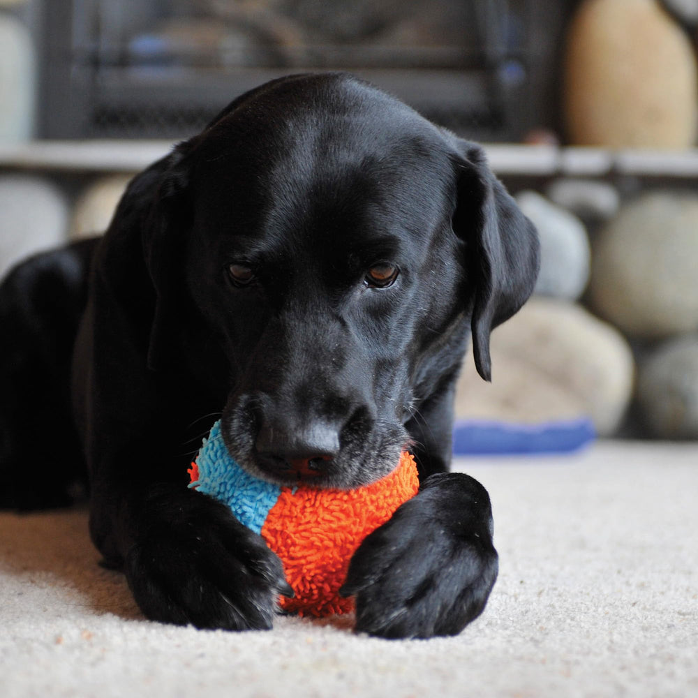 Chuckit! Indoor Fetch Shaker en juego interior para entretenimiento sin desorden.