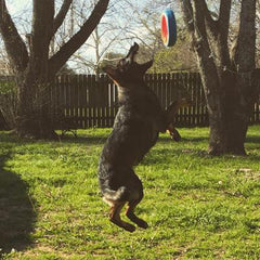 Chuckit! Juguete exterior para perros grandes, ideal para parques y agua.