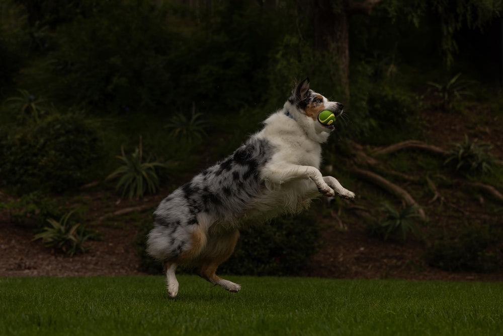 Bola Chuckit! Max Glow Ultra Maullador para perros durante el juego al aire libre.