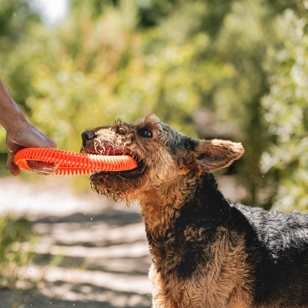 Ideal para perros medianos a grandes durante sesiones de fetch.