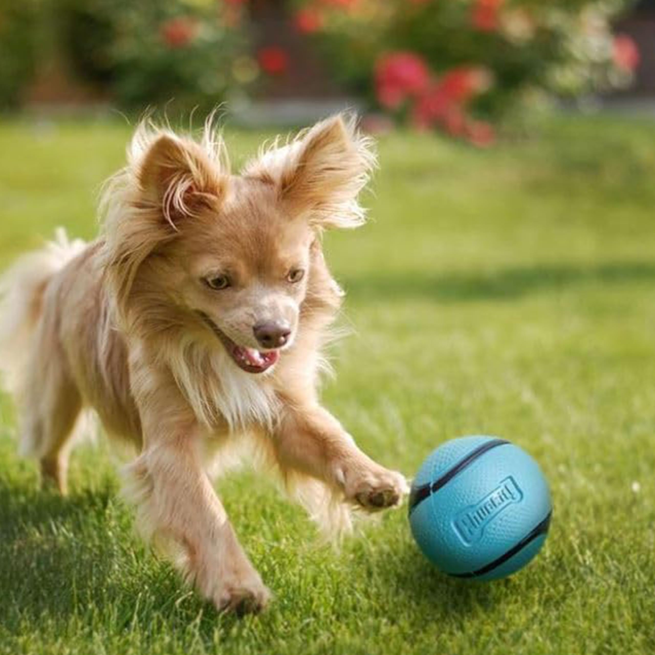 Fácil de limpiar Sniff Ball para casa o parque