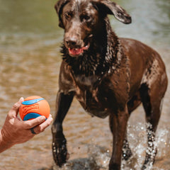 Chuckit! Ultra Ball núcleo de goma gruesa para mayor durabilidad.