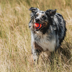 Chuckit! Ultra Ball tamaño 2,5 pulgadas para perros medianos