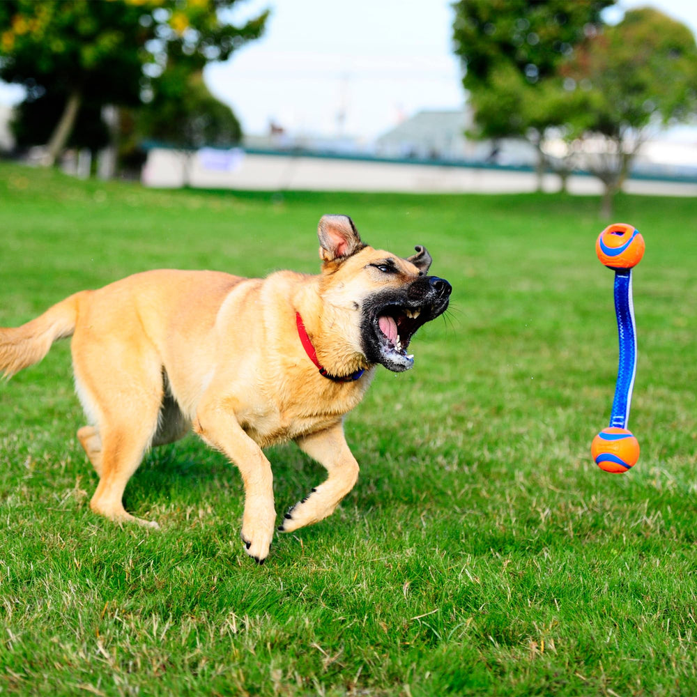 Chuckit! Ultra Duo Tug, juguete de tirar para perros pequeños con momentos divertidos.