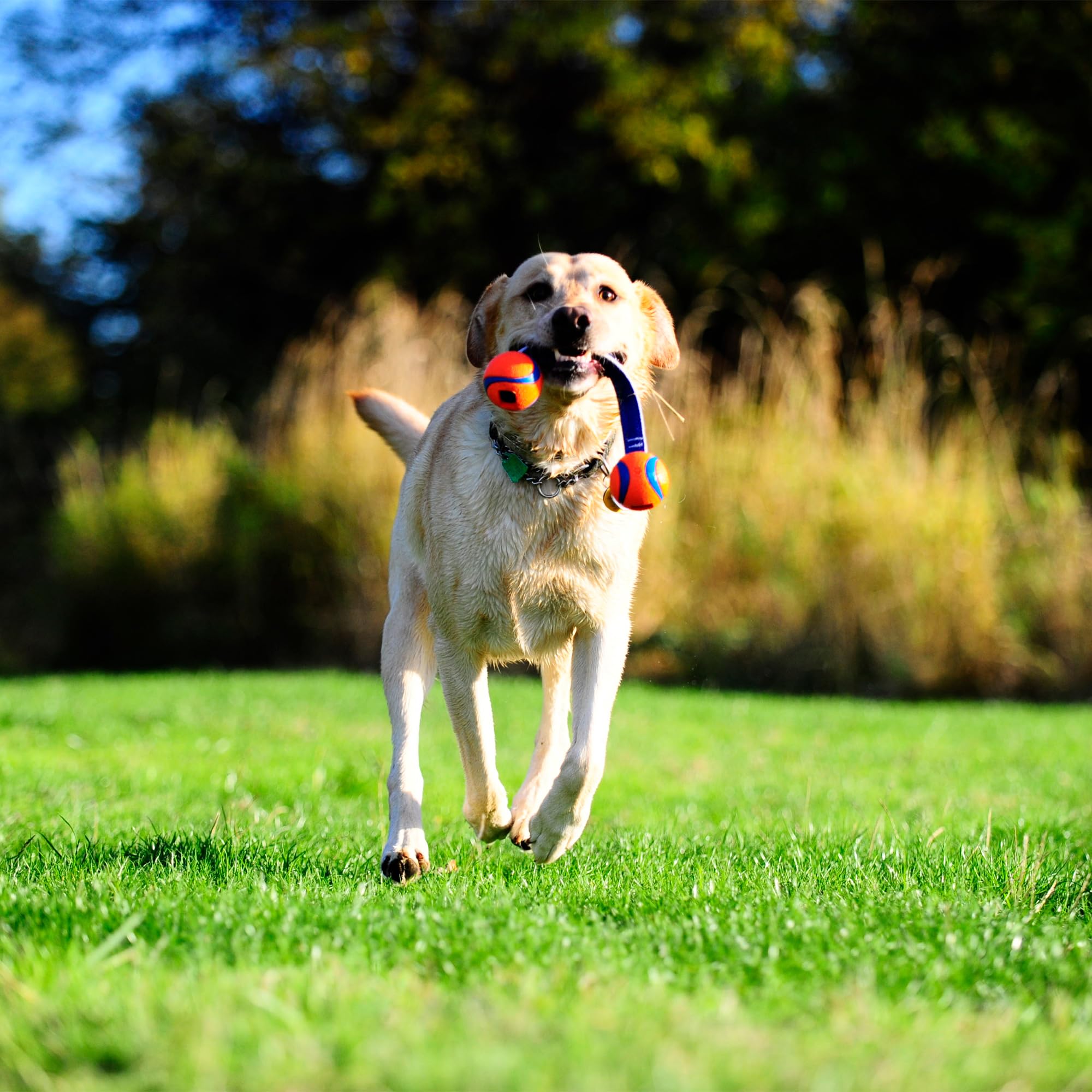 Chuckit! Ultra Duo Tug es compatible con lanzadores S para ampliar opciones de juego.