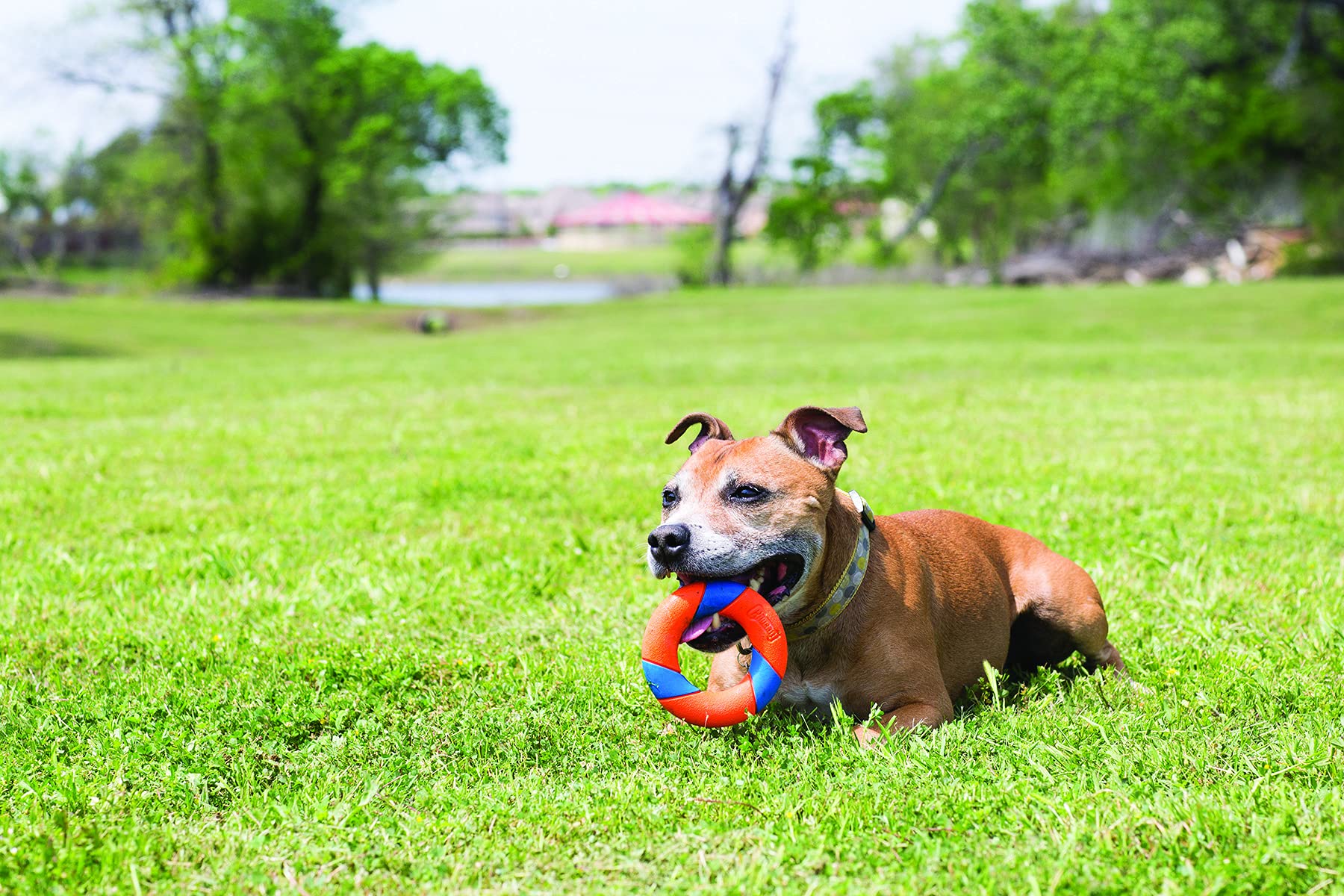 Chuckit! Ultra Ring rebote-erratico facilita juego dinámico en jardín