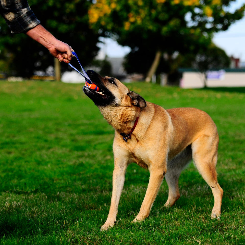Chuckit Ultra Tug con dos bolas Ultra y cuerda, para juego compartido.