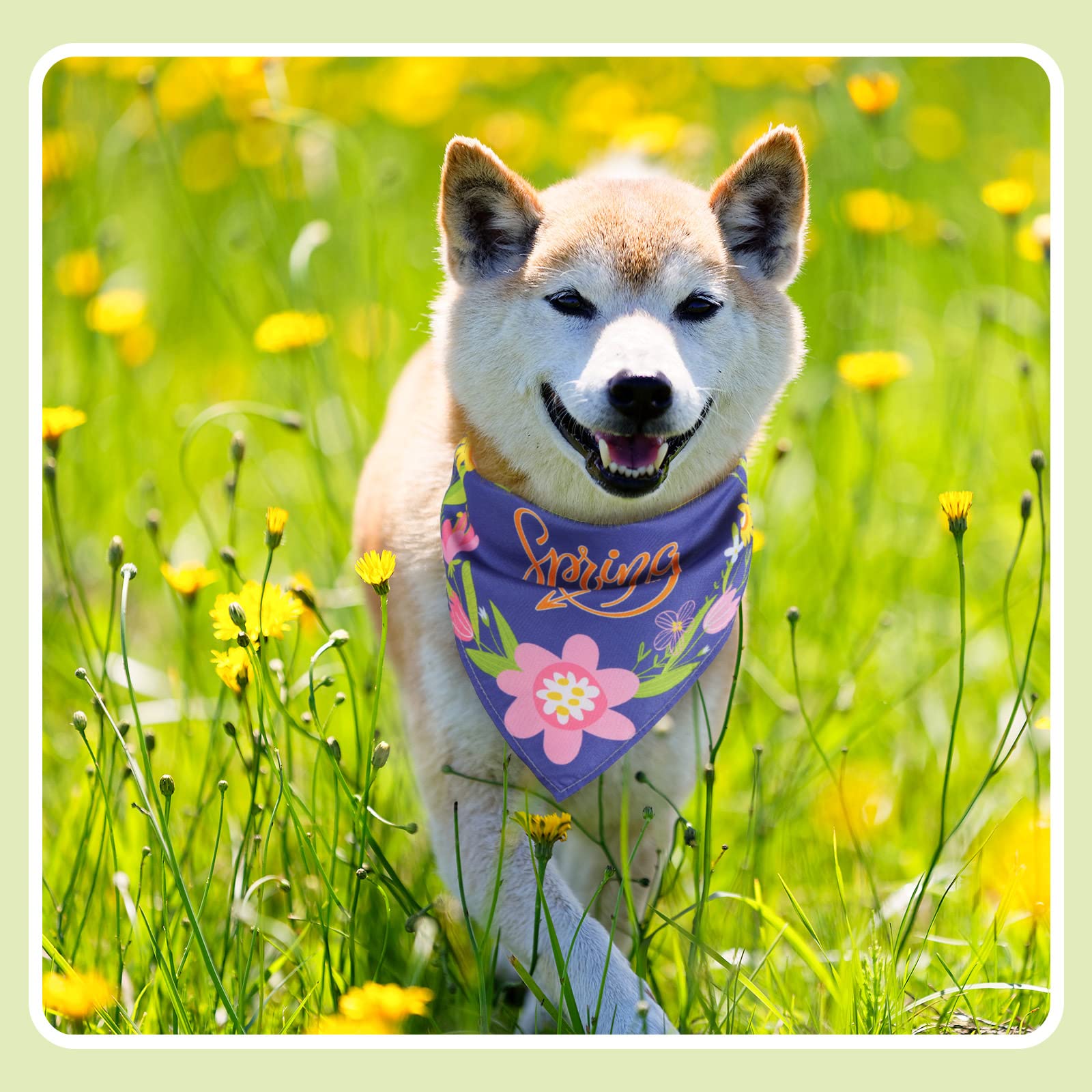 Chunful diseño floral que destaca en cada paseo con mascota