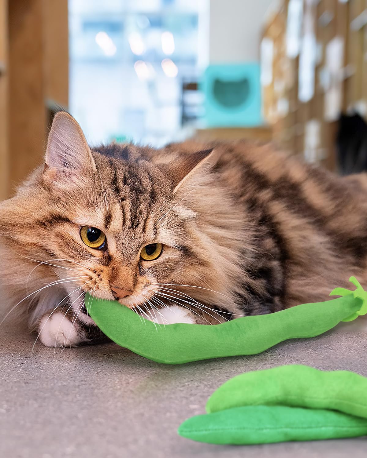 Regalo ideal para amantes de gatos: kit de juguetes frijol-verde CiyvoLyeen.