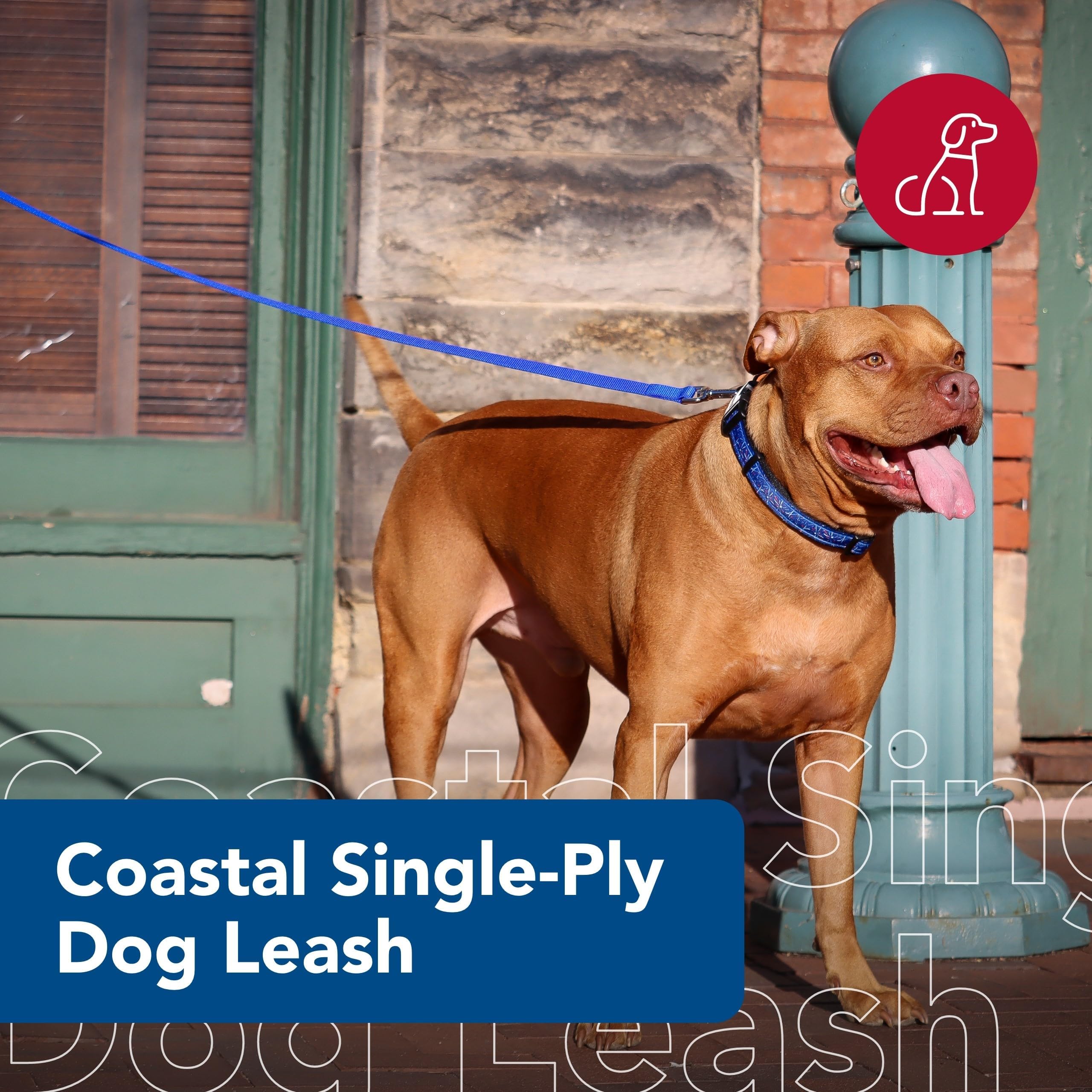 Coastal Pet correa teal, paseo urbano con agarre cómodo