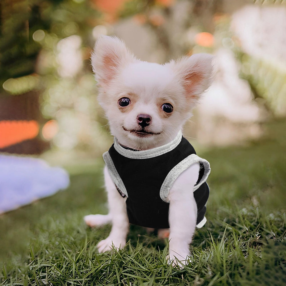 Conjunto de ropa para perros pequeños con pajarita, tendencia y confort para ocasión especial.