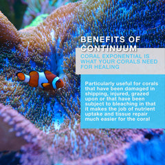 Continuum Aquatics Coral Exponential, enfoque en la coloración de corales para acuarios vibrantes.