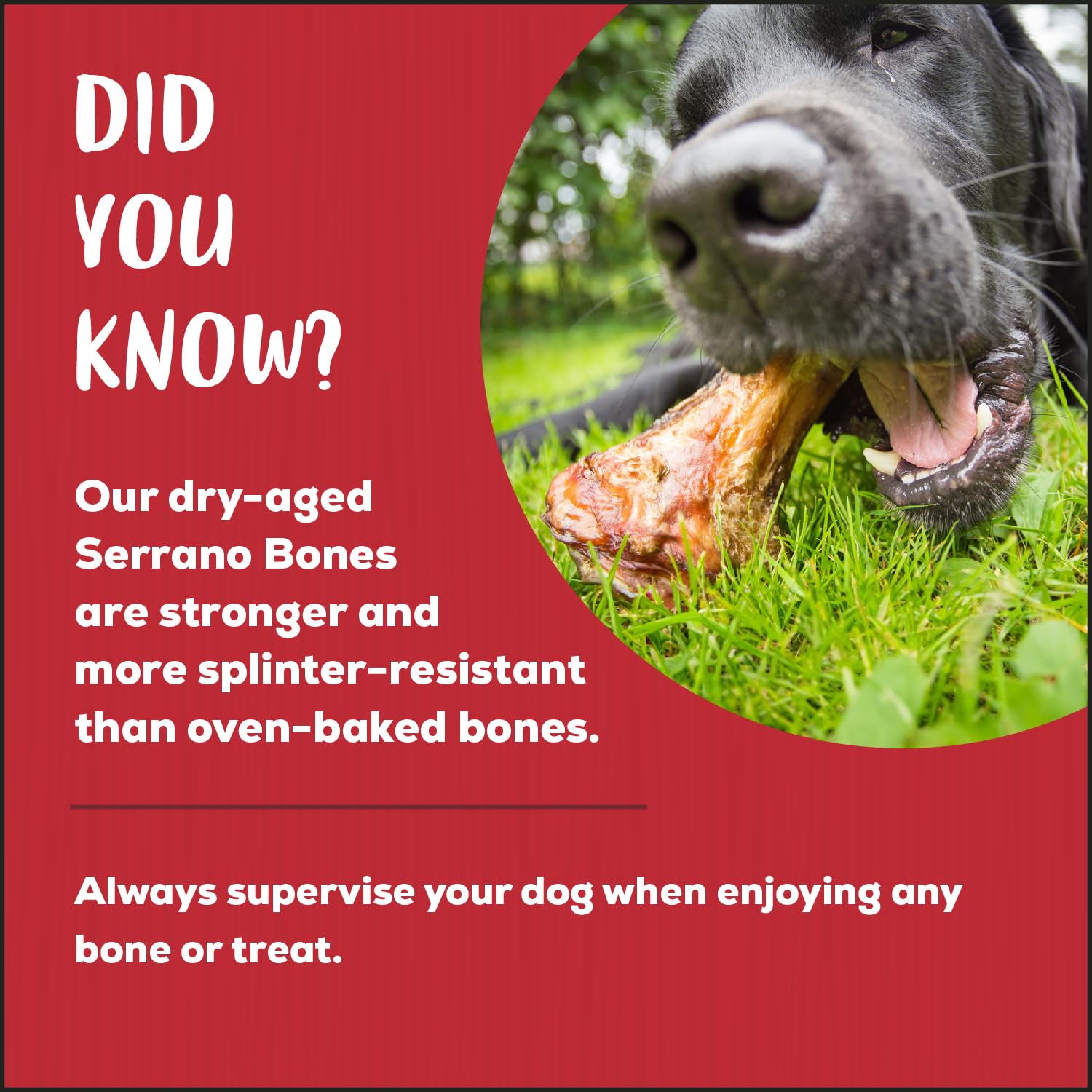 Country Kitchen Hueso Serrano Mega, textura firme sin astillas para seguridad.